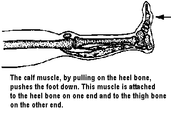 The calf muscle, by pulling on the heel bone, pushes the foot down. This muscle is attached to the heel bone on one end and to the thigh bone on the other end.