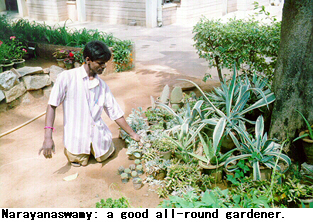 Narayanaswamy: a good all-round gardener.