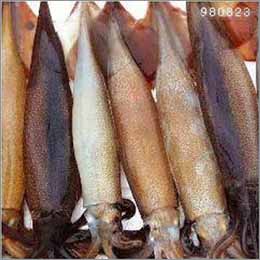 Picture of squids