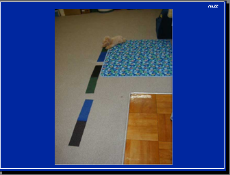 カラフルなじゅうたん端っこに子犬のぬいぐるみ、真ん中半分で色が分かれている太めの線が縦に少し間隔を開けて並んで知る写真
