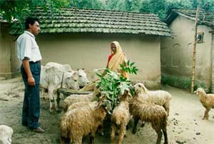 写真2：女性が7頭ほどの山羊と乳牛２頭に餌を与え、男性が見守っている様子。