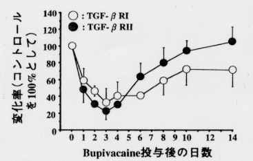 代償性筋肥大および筋修復時におけるTGF-β、TGF-βR1、TGF-βR2の変化の図