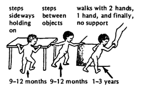 walking stages for babies