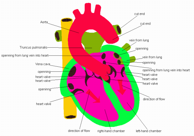 Image of a TACIS graphic