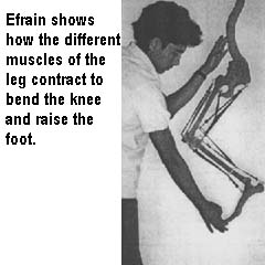 Efraín shows how the different muscles of the leg contract to bend the knee and raise the foot.