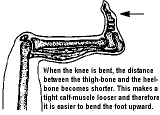 When the knee is bent, the distance between the thigh-bone and the heel-bone becomes shorter. This makes a tight calf-muscle looser and therefore it is easier to bend the foot upward.