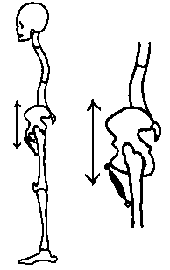 The muscle between the front of the hip and the thigh bone is normal.