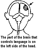 The part of the brain that controls language is on the left side of the head.