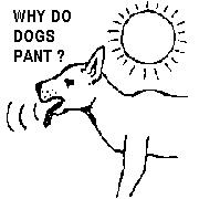 Why do dogs pant?
