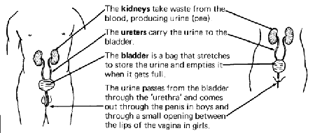 The urinary system