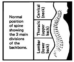 Normal position of spine showing the 3 main divsions of the backbone.