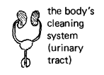 the body's cleaning system (urinary tract) 