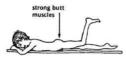 Strong butt muscles.