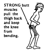 STRONG butt muscles pull the thigh back and keep the knee from bending.