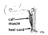 Calf muscle, heel cord.