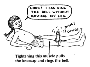 Tightning this muscle pulls the kneecap and rings the bell.