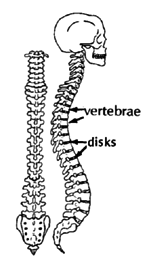 The backbone is a chain of bones called 'vertebrae'.