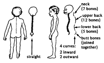 NORMAL SHAPE OF THE BACKBONE