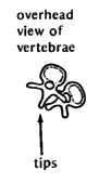 Overhead view of vertebrae.