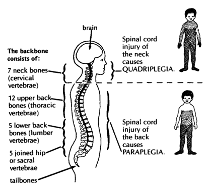 The backbone consists of: 7 neck bones (cervical vertebrae), 12 upper back bones (thoracic vertebrae), 5 lower back bones (lumber vertebrae), 5 joined hip or sacral vertebrae, tailbones.