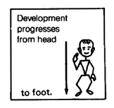 Development progresses from head to foot.