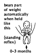 0-3 months (standing reflex)