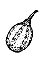 A small gourd