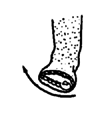Keep the foot turned outward so that the little toe is always higher than the big toe.