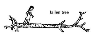 Fallen tree