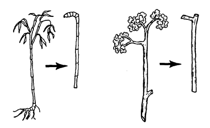 Canes out from forest plants.