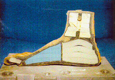 The longitudinal cross section of the Jaipur Foot.