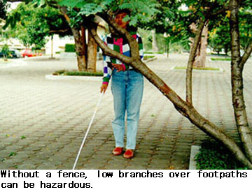 Without a fence, low branches over footpaths can be hazardous.