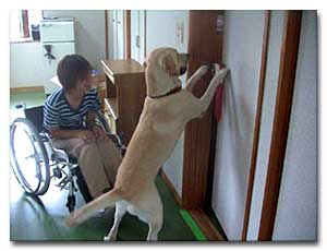 Japanese student with assistance dog, opening a door