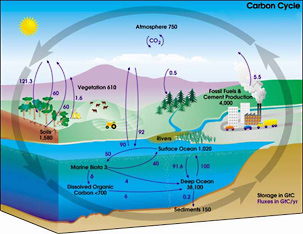 炭素の循環を描いたフルカラーの図