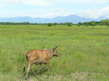 ナコーンシータマラート県ムアン郡の風景（草原と牛の写真）