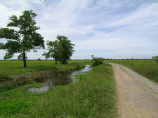 ナコーンシータマラート県ムアン郡の風景（木々と広がる大地の写真）