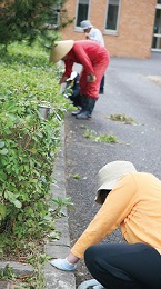 写真　葉刈作業