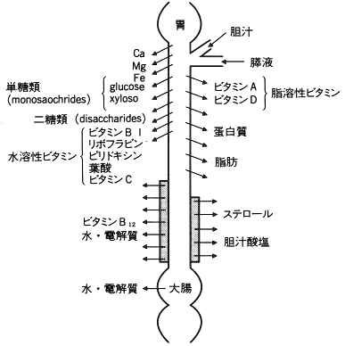 図１.　小腸における栄養素の吸収部位