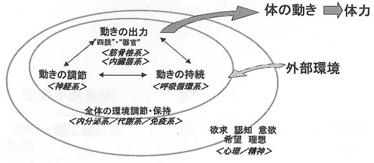 図１　体力の立体構造