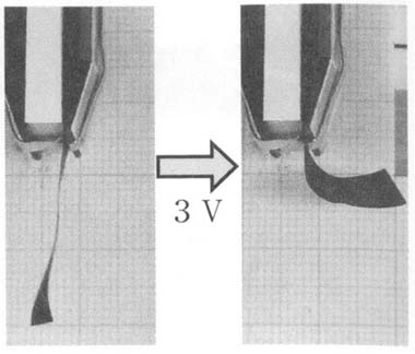 図１　カーボンナノチューブ高分子アクチュエータの変形