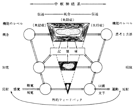 図２．ウェップマンの中枢神経系の機能レベルの模式図