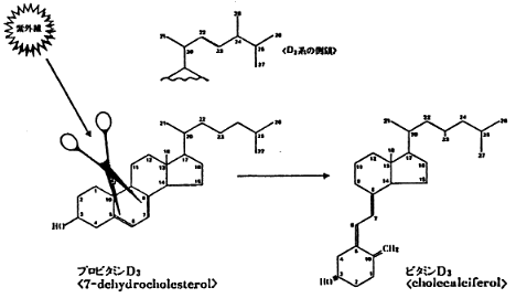 図３　日光（紫外線）によるプロビタミンＤの活性化