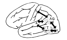 図４　読み書きの神経機構についての仮説を示す模式図