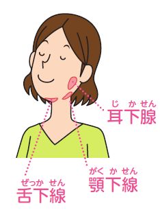 唾液腺マッサージ