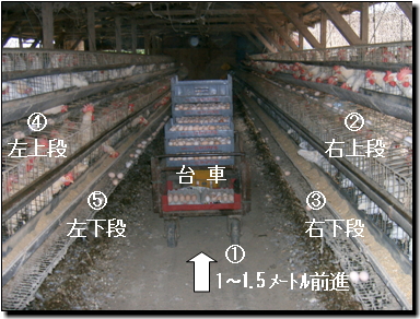 卵をとる作業の順番を表示