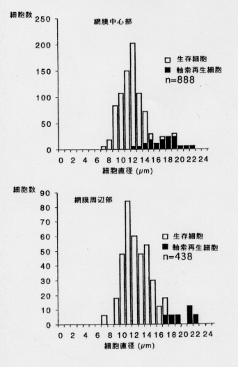 軸索を再生した神経節細胞と生存細胞の細胞体直径のヒストグラムの図