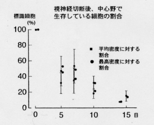 視神経切断、中心野で生存している細胞の割合の図