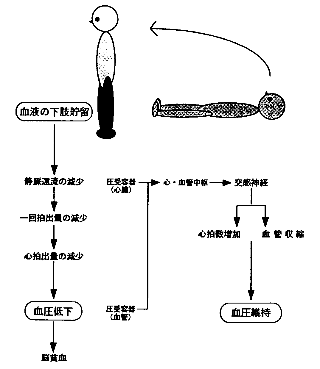 図１　立位姿勢における循環調節機構