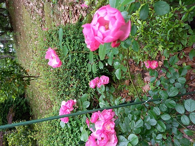 バラの花の写真