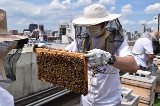 Beekeeping